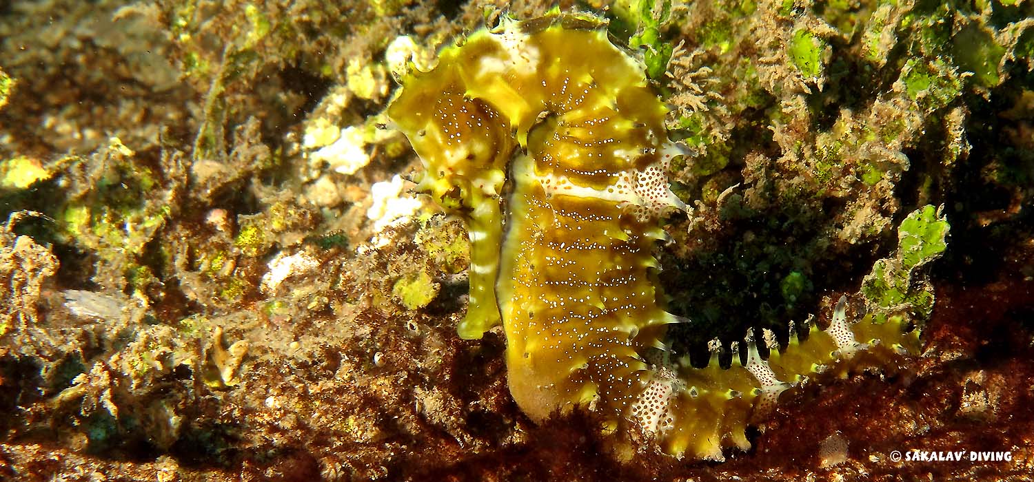 nurserie d'Hippocampe en plongée Nosy Be